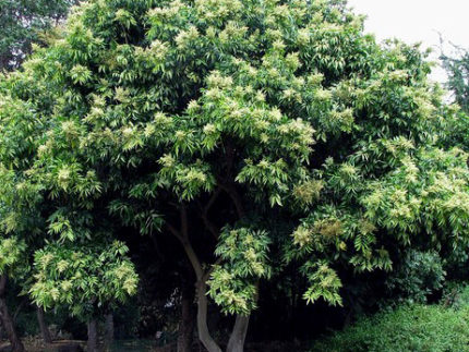 Мыльное дерево (Сапиндус)