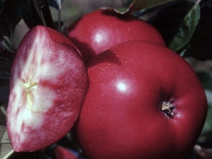 Яблоня красномясая