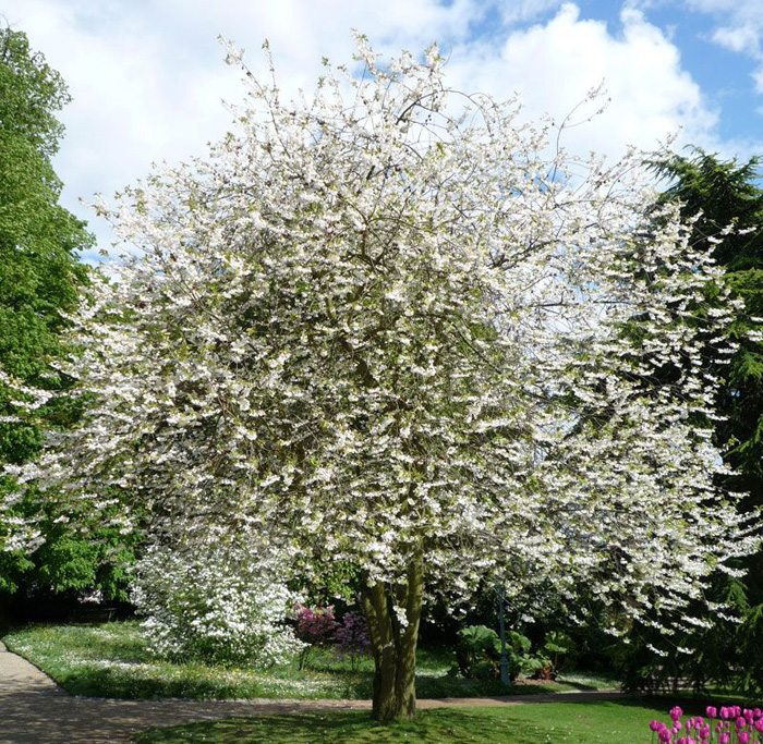 Ландышевое дерево Галезия Каролинская (Halesia Carolina)