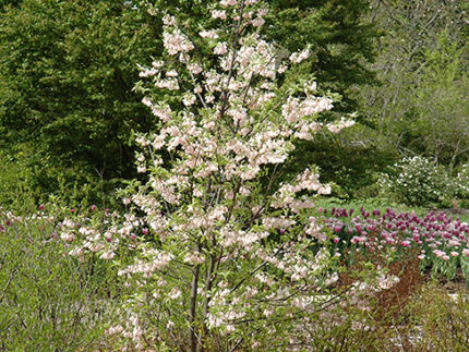Ландышевое дерево Галезия Каролинская Розеа (Пинк)