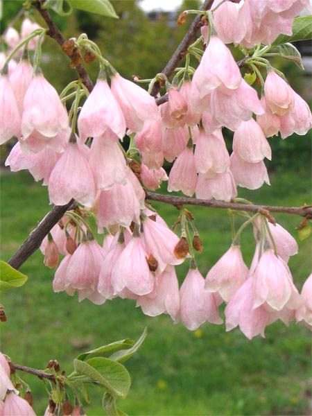 Ландышевое дерево Галезия Каролинская Розеа (Пинк) саженцы