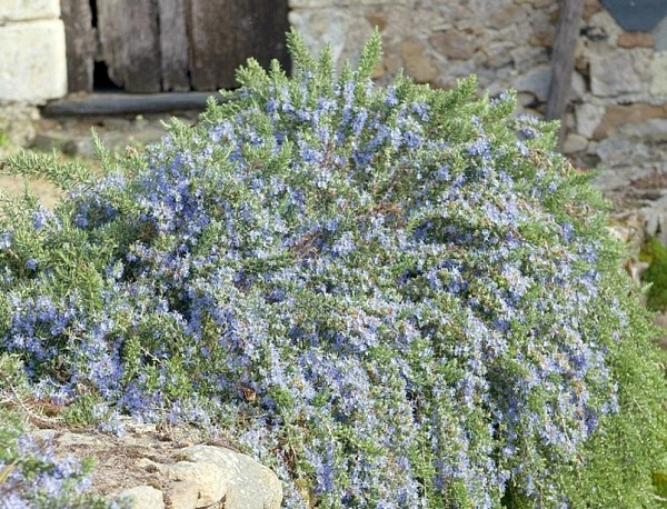 Розмарин Корсикан Блю (Corsican Blue) саженцы