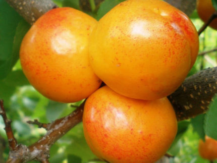 Априум (Плумкот, Плуот - гибрид абрикоса и сливы) саженцы