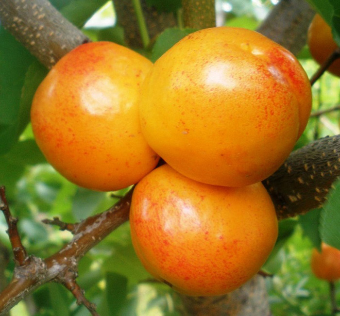 Априум (Плумкот, Плуот - гибрид абрикоса и сливы) саженцы