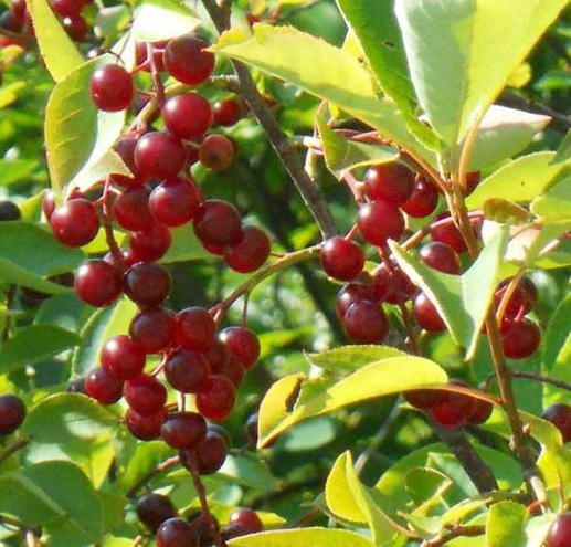 Черемуха Виргинская (Prunus virginiana) купить
