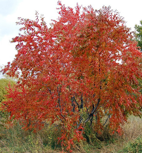 Черёмуха (вишня) пенсильванская осенью