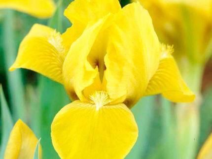 Ирис карликовый Брасси (Iris pumila Brassie)
