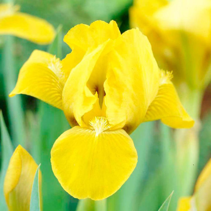 Ирис карликовый Брасси (Iris pumila Brassie)