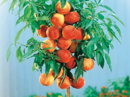 Персик колоновидный Тотем садовода