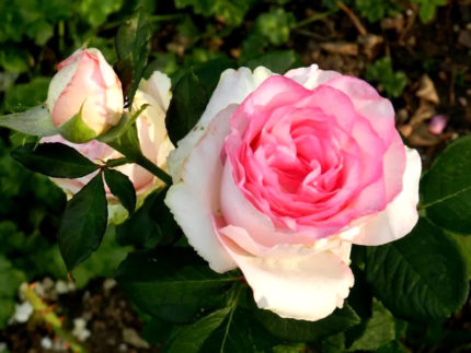 Роза чайно-гибридная Дольче Вита (Dolce Vita)