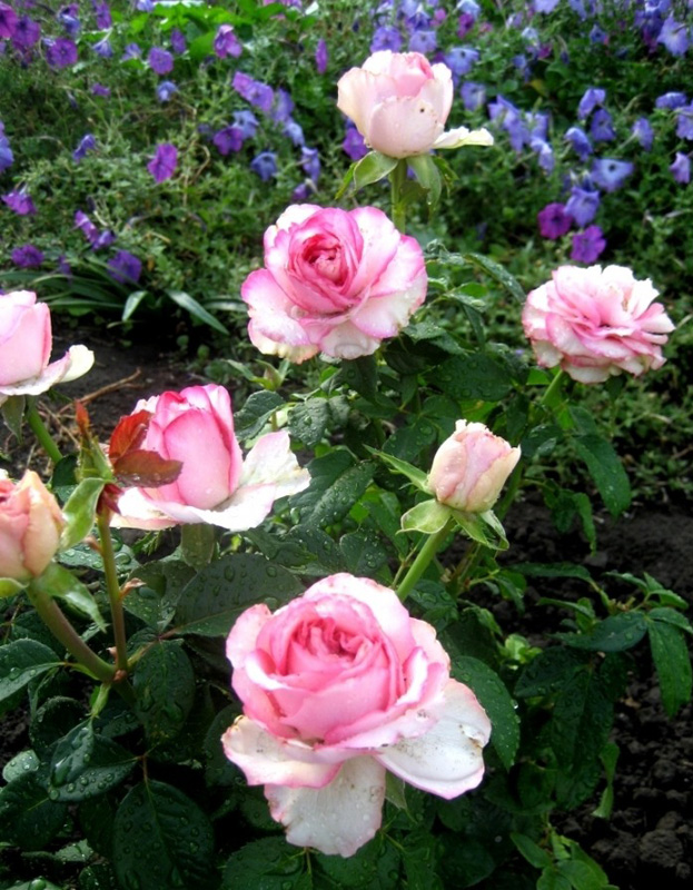 Роза чайно-гибридная Дольче Вита (Dolce Vita) саженцы
