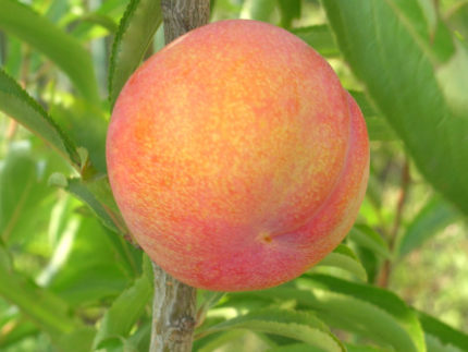 Шарафуга (гибрид абрикоса, сливы и персика - Bella Gold)