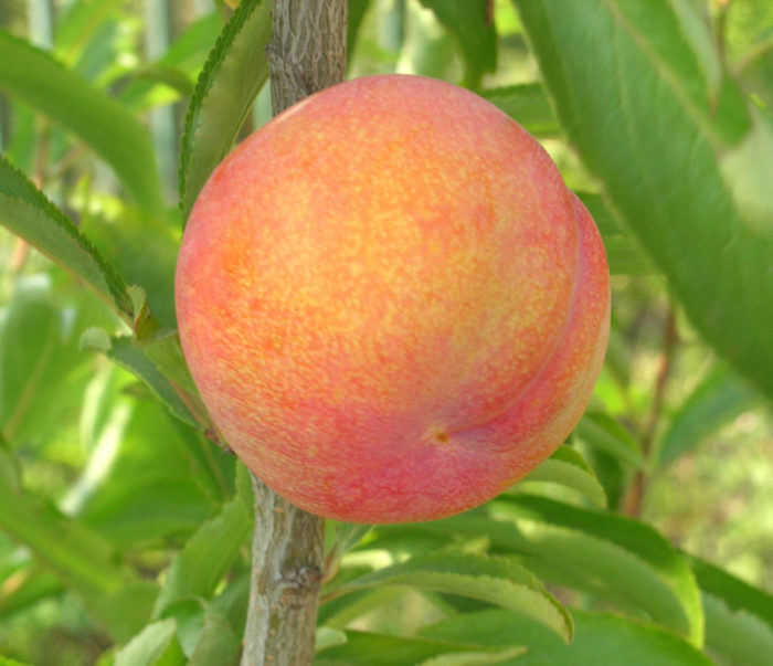 Шарафуга (гибрид абрикоса, сливы и персика - Bella Gold)