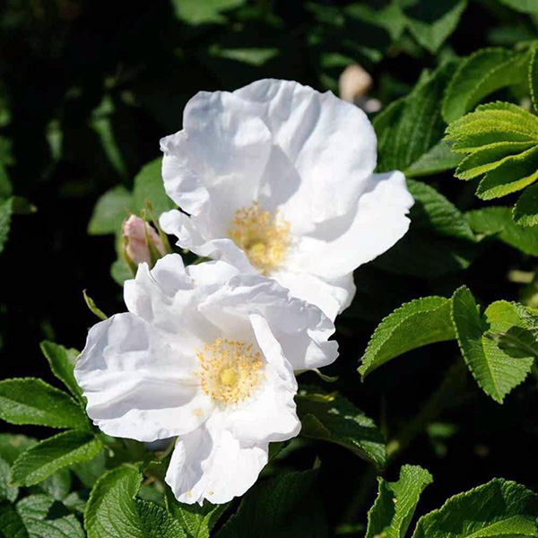 Шиповник Альба (Rosa rugosa Alba)