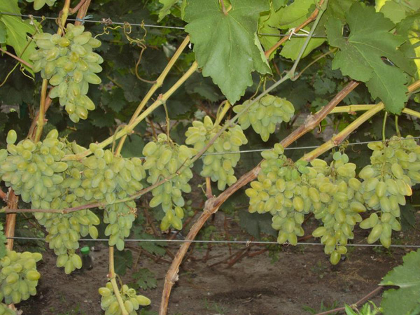 виноград мускат летний саженцы