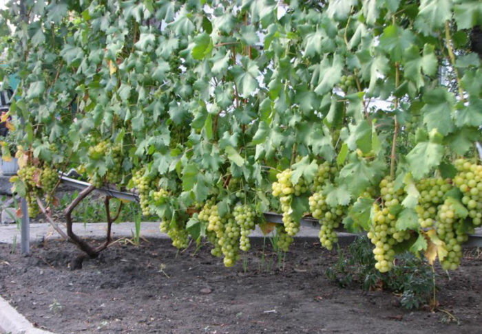 виноград мускат янтарный саженцы