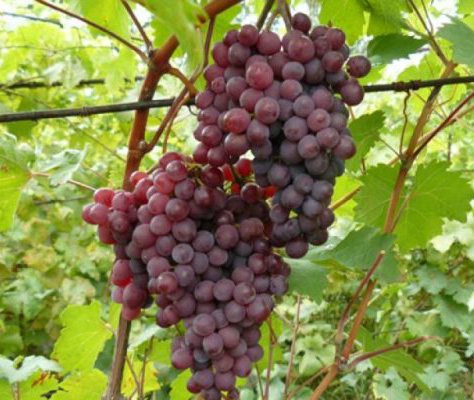 виноград русский ранний (Конфетка)