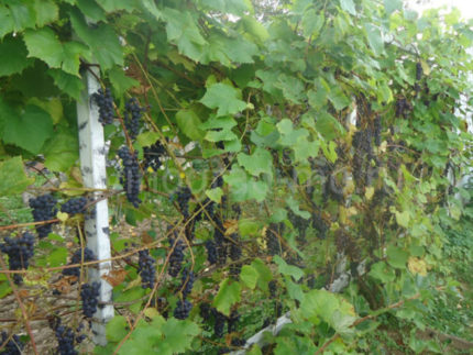 виноград сорт северный сладкий саженцы
