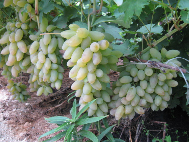 виноград тимур саженцы