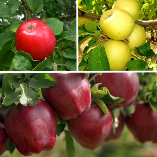 Яблоня многосортовая (трехсортовая) Малиновка-Голден-Ред Чиф