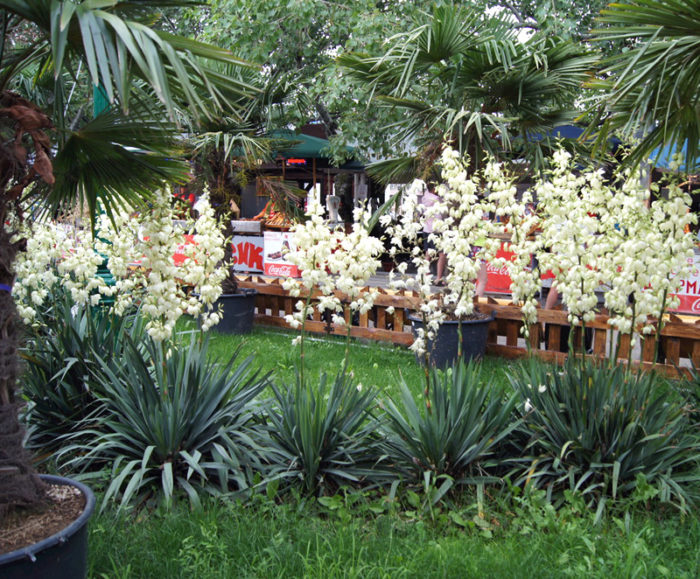 Юкка Нитчатая (Yucca Filamentosa) садовая