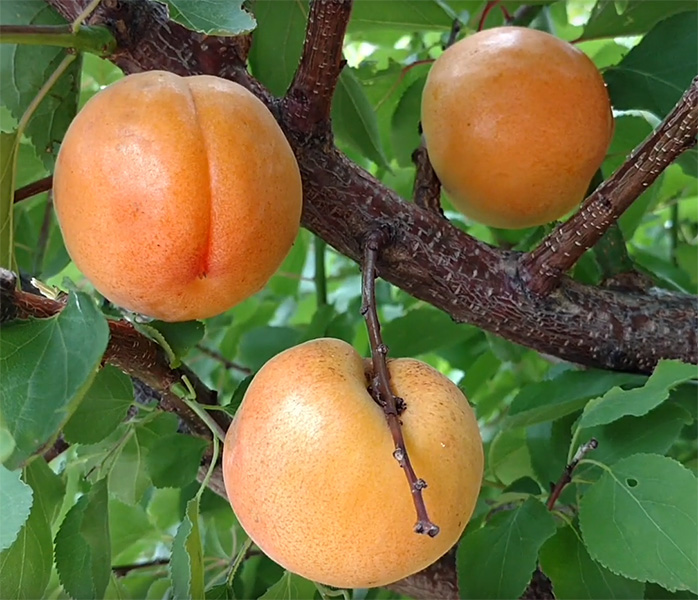 Априум Априбель (гибрид сливы и абрикоса)