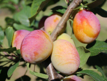 Сливово-абрикосовый гибрид Апримира (Aprimira)