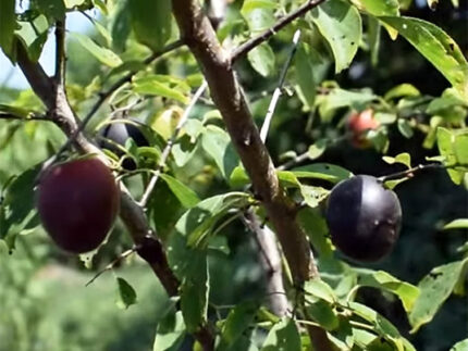 Гибрид алычи и абрикоса Черрикос (Cherrykose)