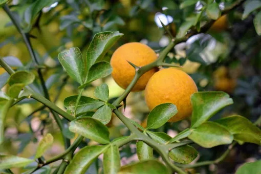 Понцирус трехлисточковый (дикий лимон) купить