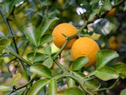 Понцирус (дикий лимон)