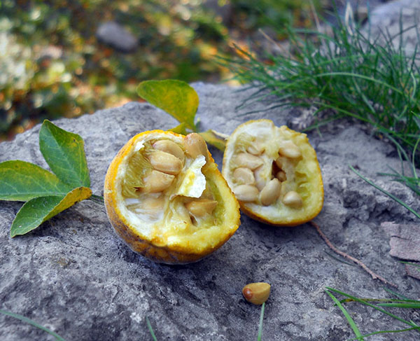 Понцирус трехлисточковый (дикий лимон) купить саженцы
