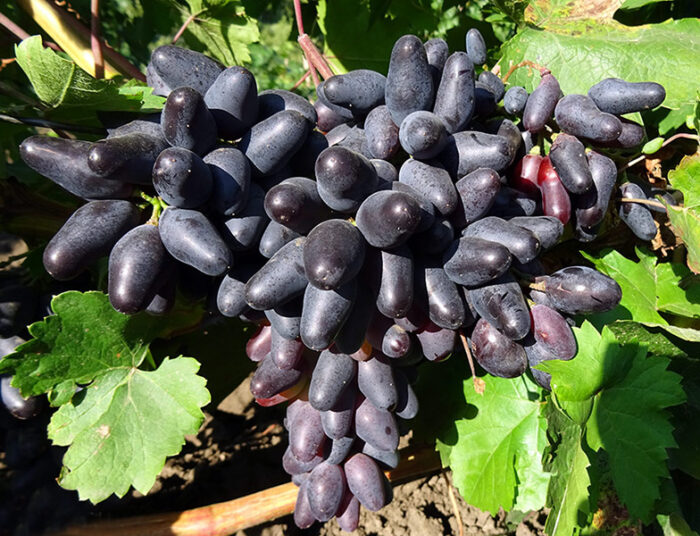 Виноград Сувенир