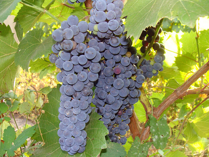 виноград амурский